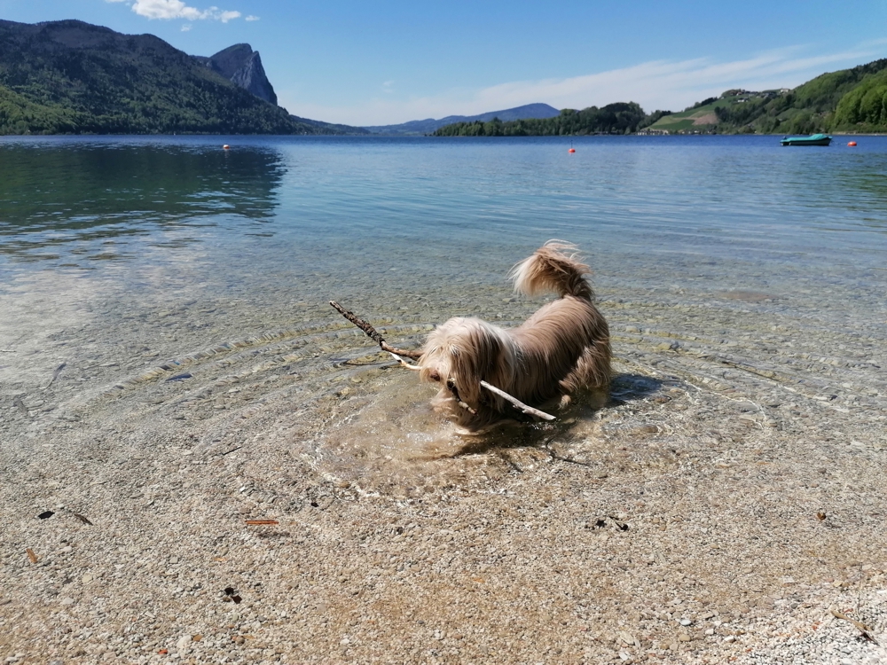 hund.jpg